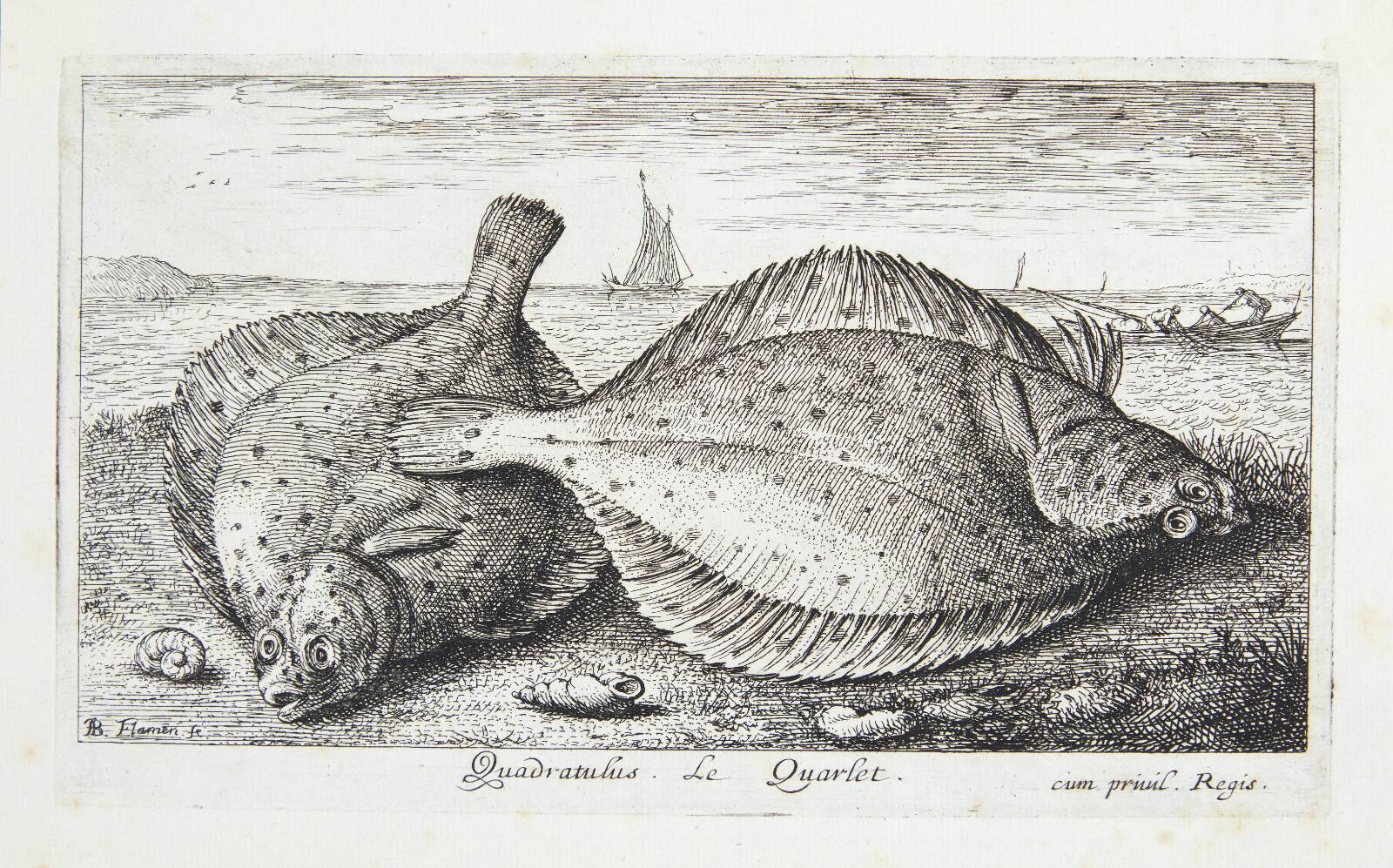 Rødspætte (Quadratulus), Albert Flamen, 1620-1669