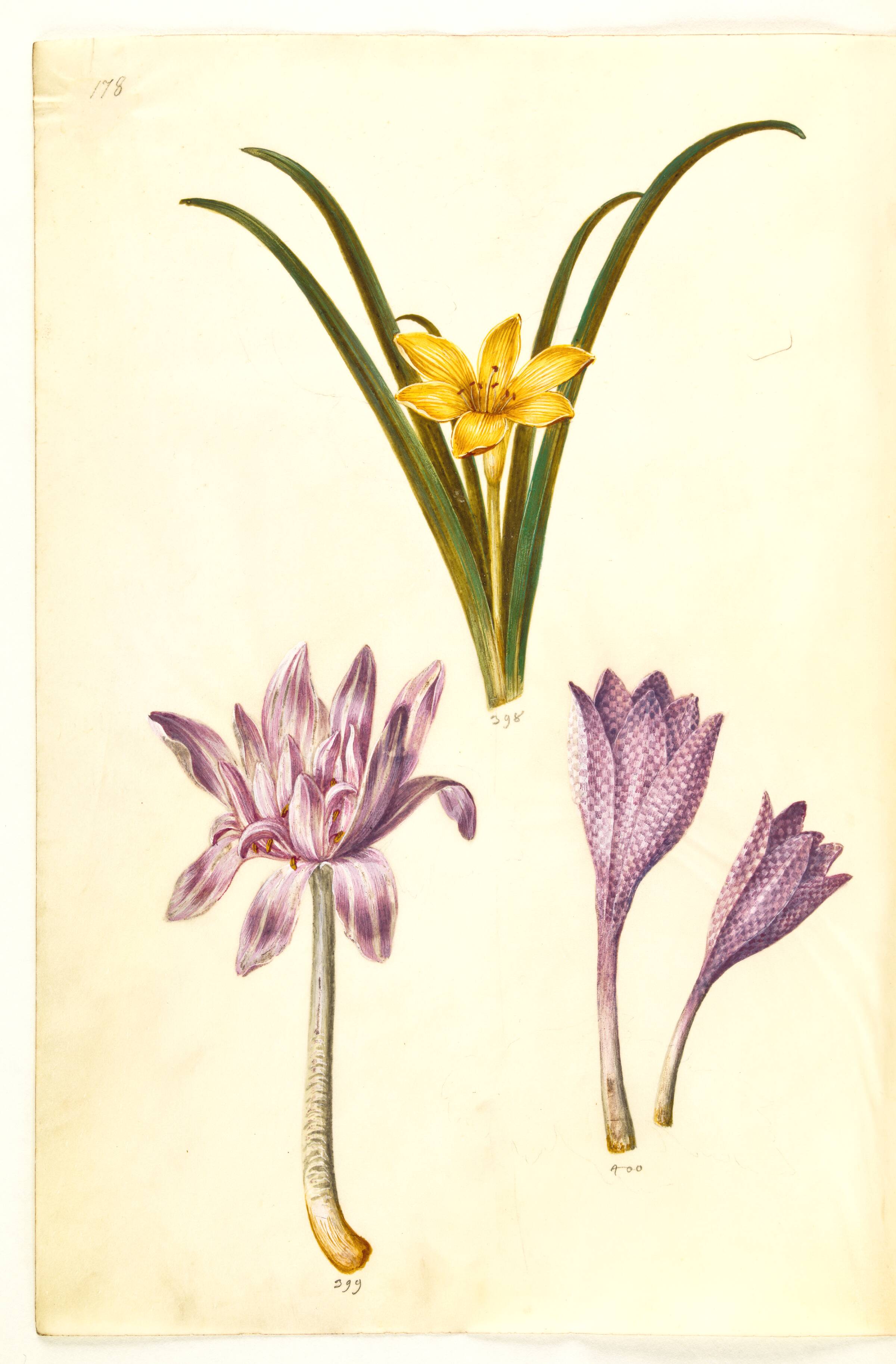 Sternbergia lutea (almindelig sternbergia); Colchicum autumnale (høst-tidløs); Colchicum variegatum (plettet tidløs), Hans Simon Holtzbecker, 1635-1664