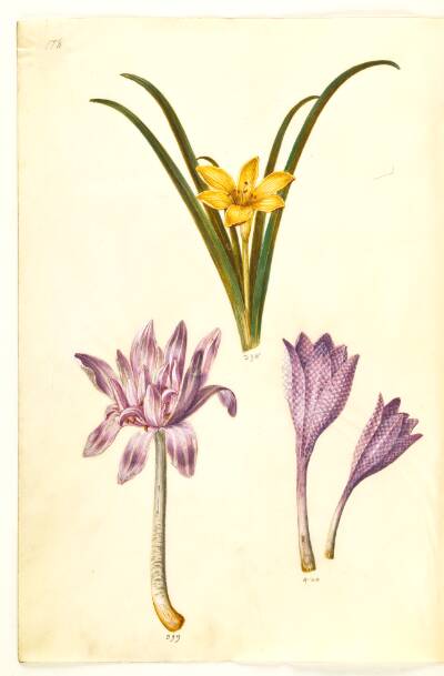 Sternbergia lutea (almindelig sternbergia); Colchicum autumnale (høst-tidløs); Colchicum variegatum (plettet tidløs)