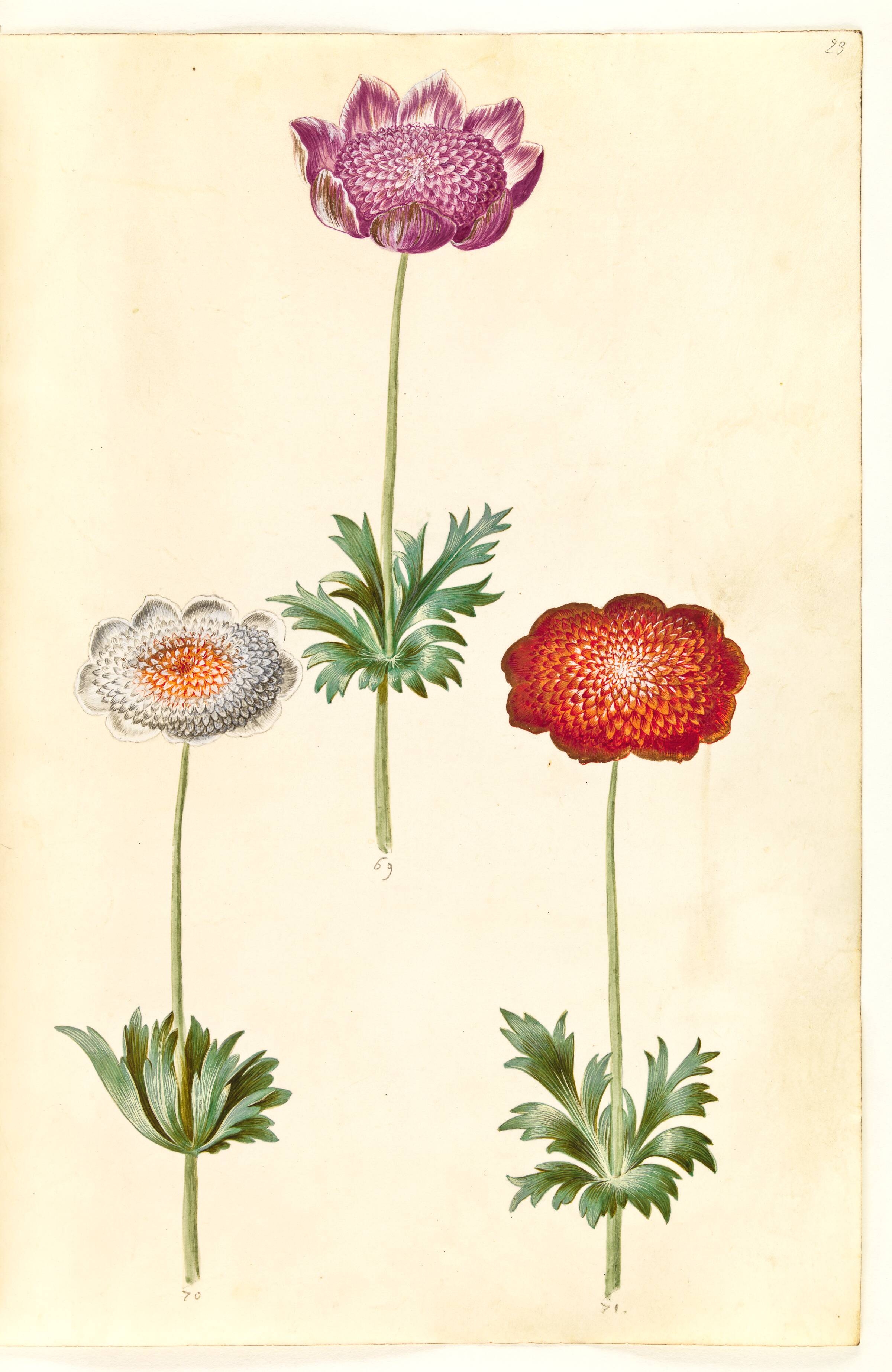 Anemone coronaria (fransk anemone), Hans Simon Holtzbecker, 1635-1664