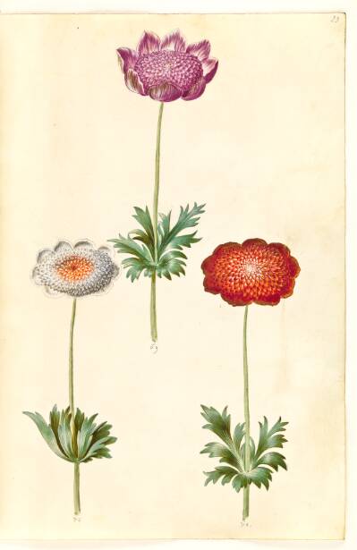 Anemone coronaria (fransk anemone)