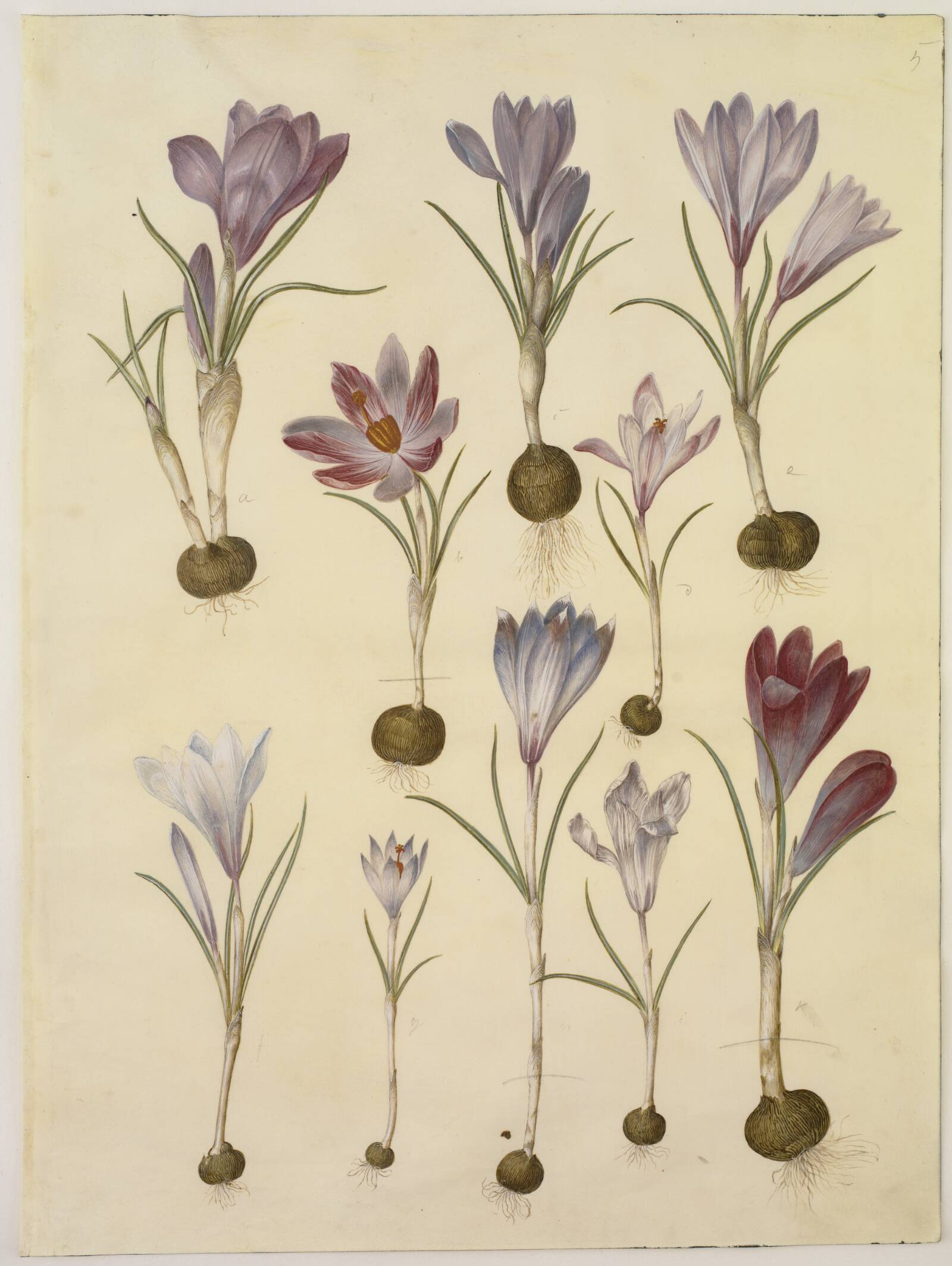 Crocus vernus (vår-krokus), Hans Simon Holtzbecker, 1649-1659