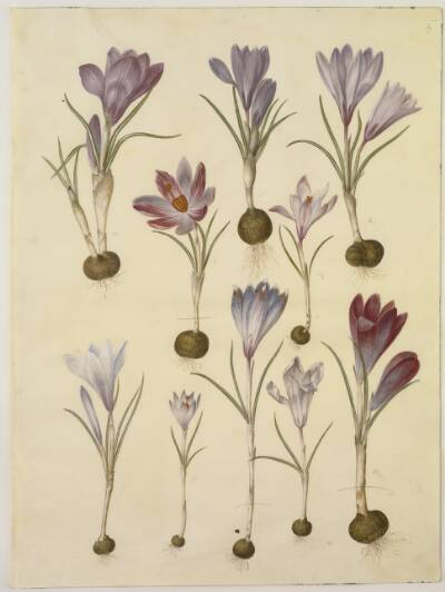 Crocus vernus (vår-krokus)