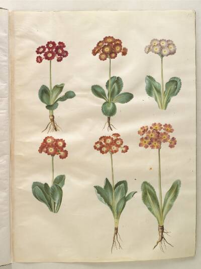 Primula ×pubescens (have-aurikel)