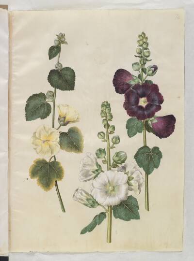 Alcea rosea (have-stokrose)