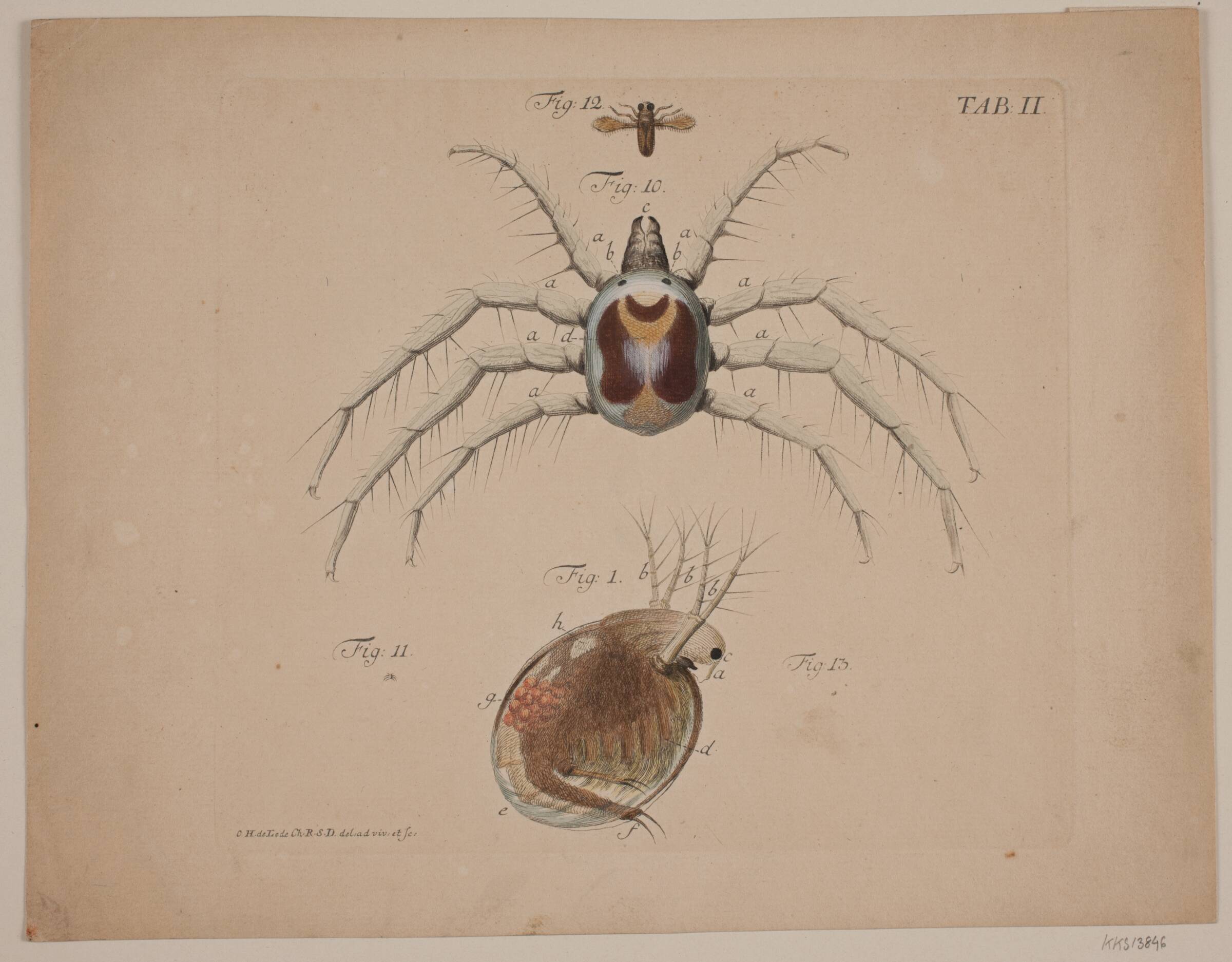 Insekter. Tavle II af zoologisk værk, Odvardt Helmoldt de Lode, 1726-1757