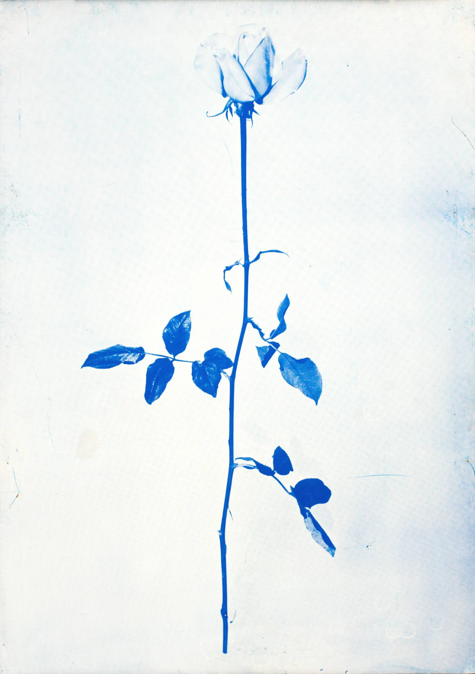1 original rose, John Davidsen, 1969