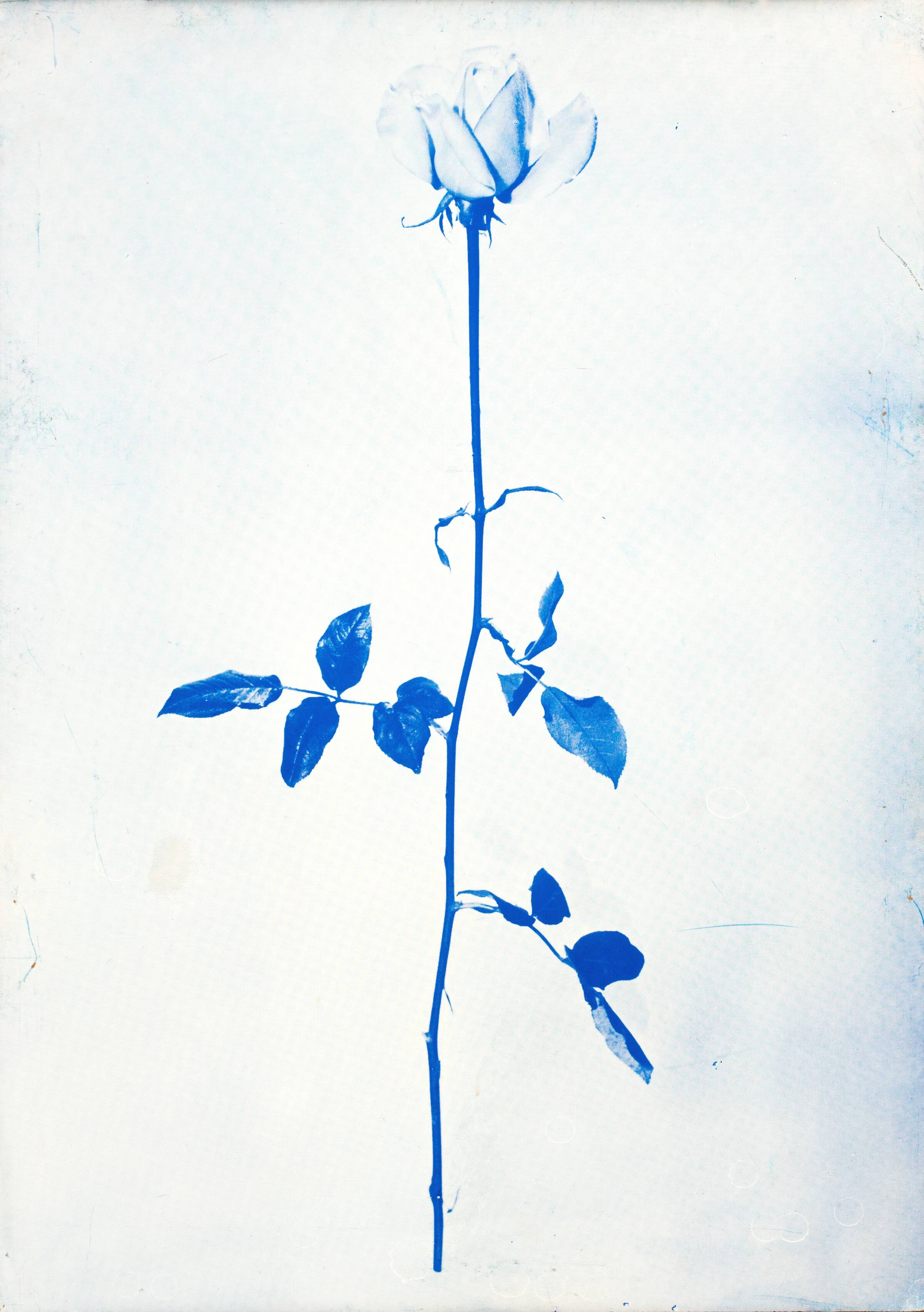 1 original rose, John Davidsen, 1969