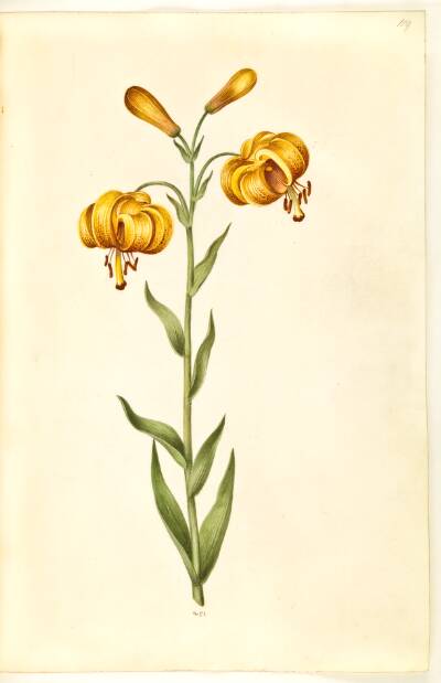 Lilium pyrenaicum (pyrenæisk lilje)