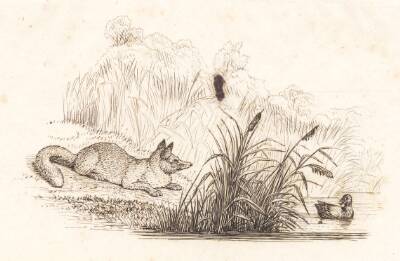 Illustration til "Halvhundrede Fabler for Børn" af Hey