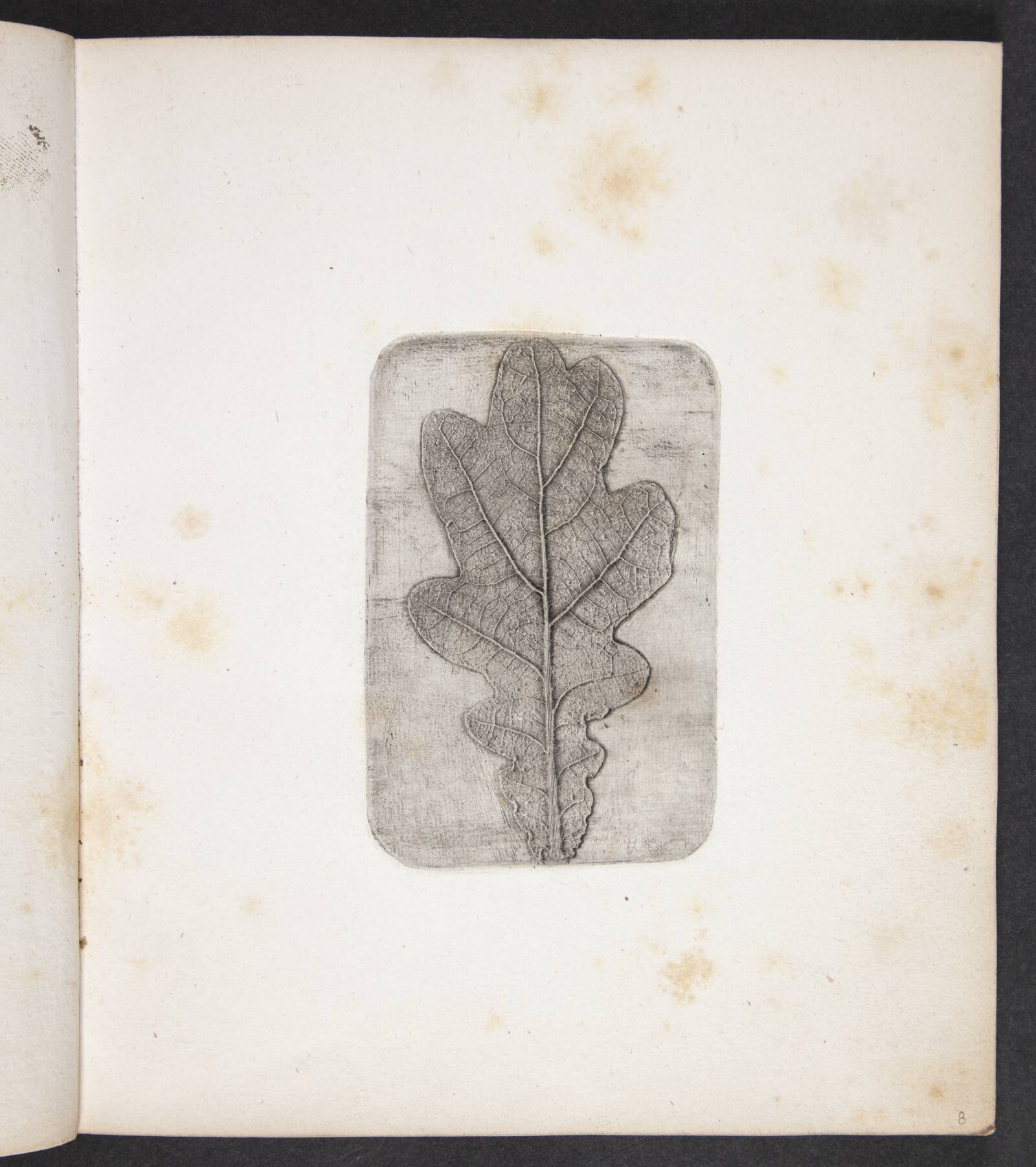 Aftryk af egeblad, Peter Larsen Kyhl, 1833
