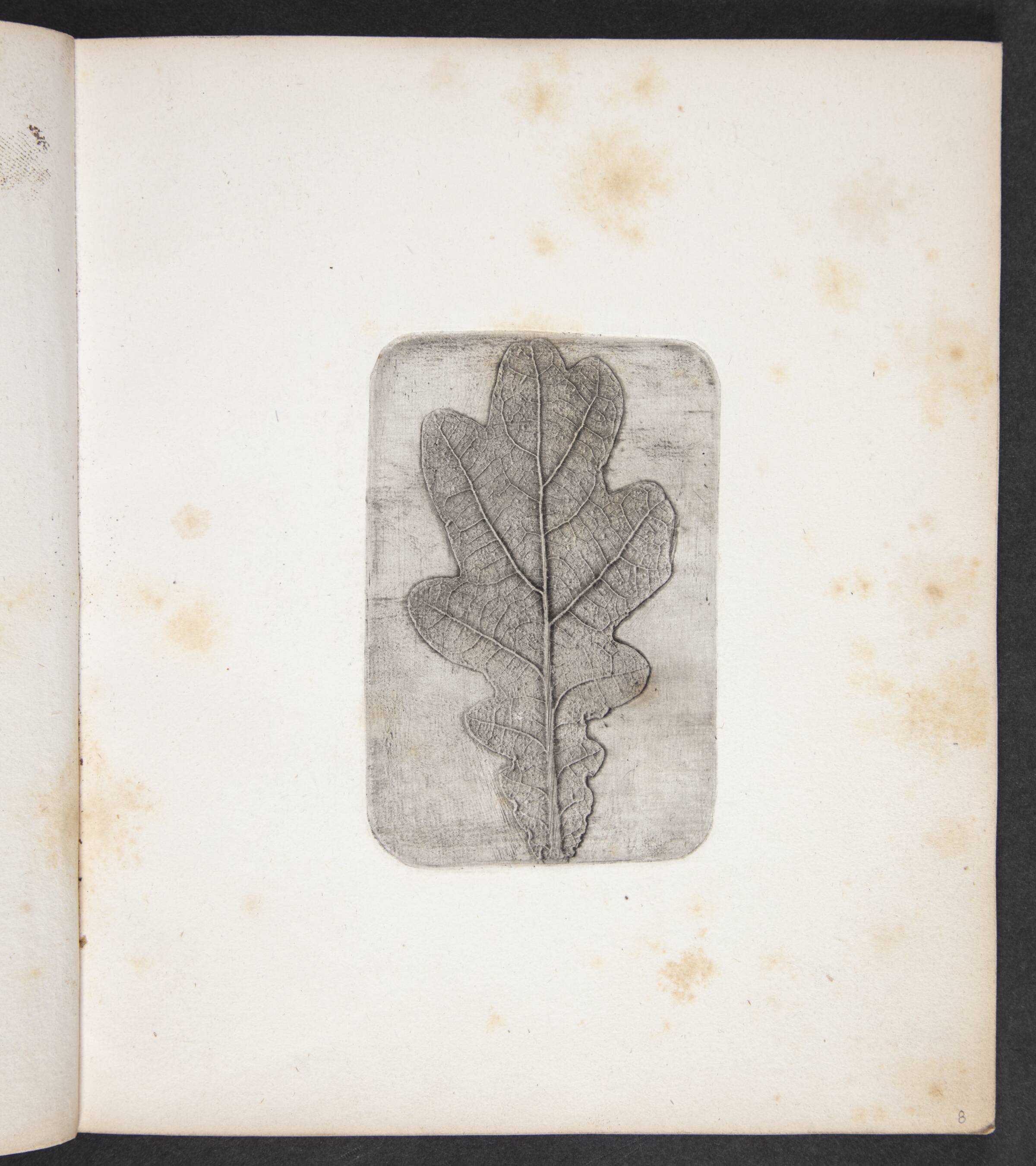 Aftryk af egeblad, Peter Larsen Kyhl, 1833