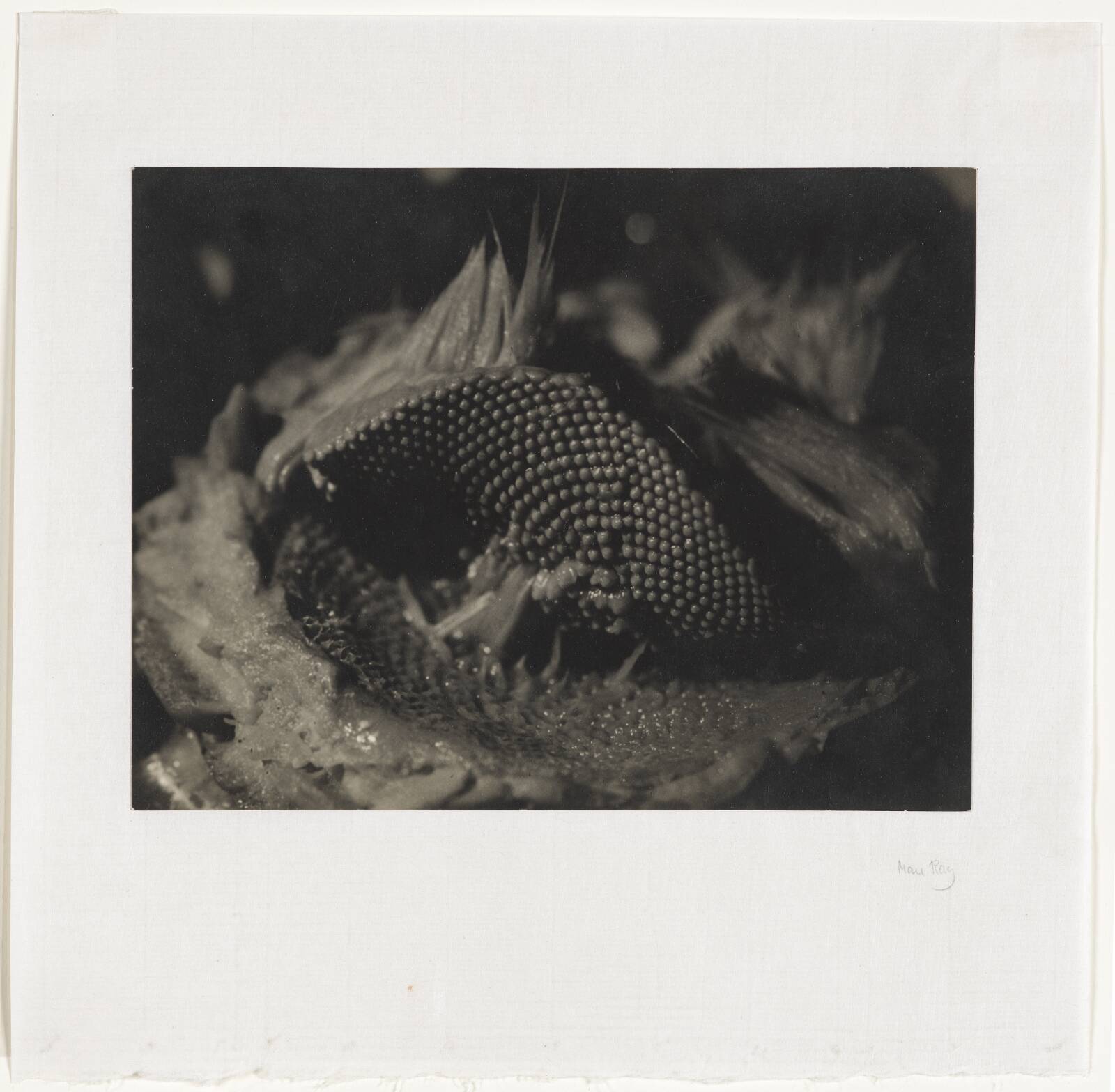 Artiskok, Man Ray, 1930
