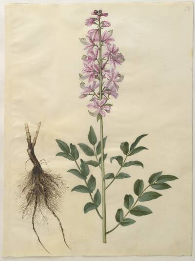Dictamnus albus (hvid diktam)