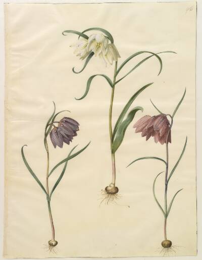 Fritillaria meleagris (almindelig vibeæg)