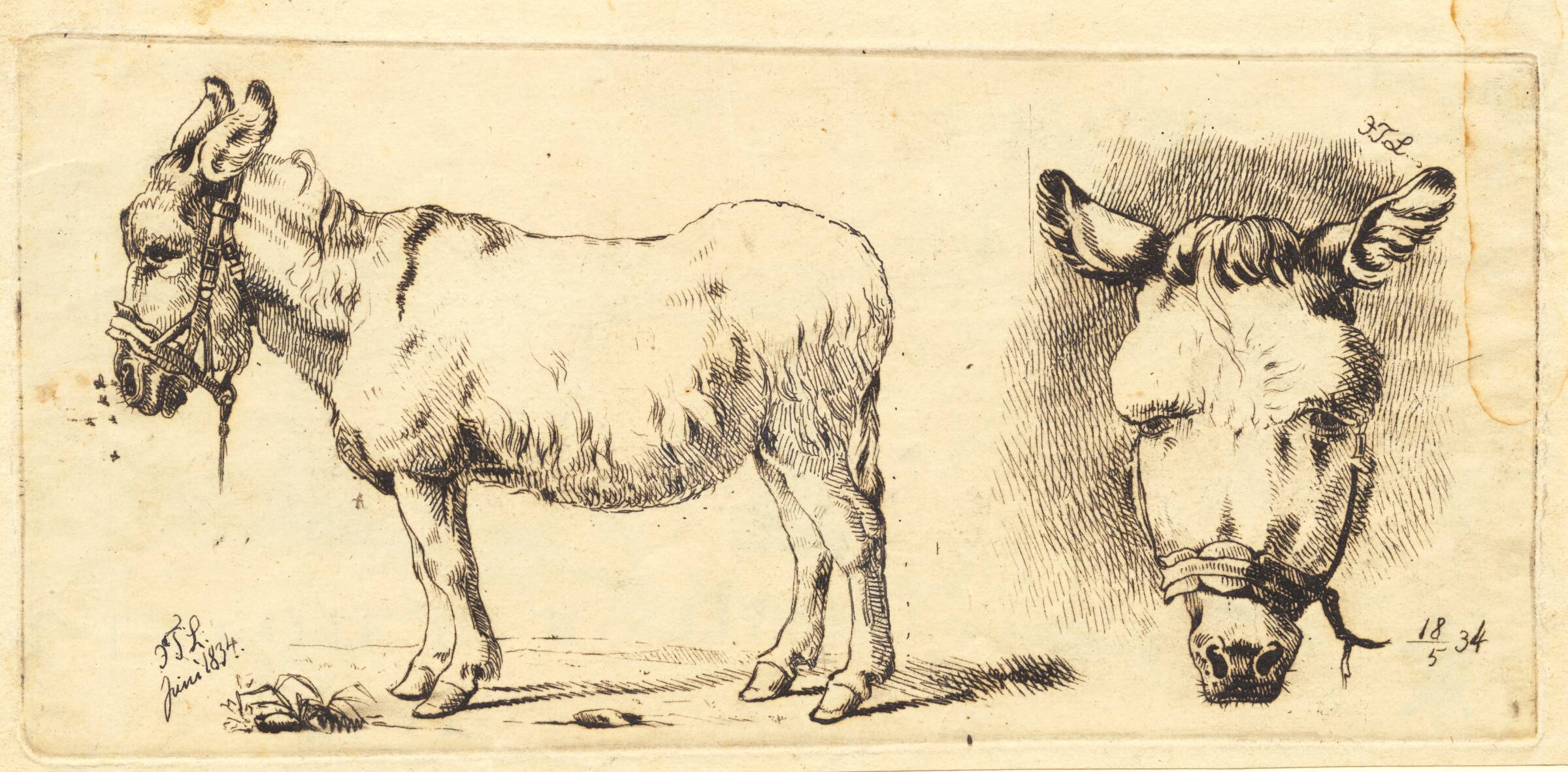 Kattekranium, Johan Thomas Lundbye, 1835