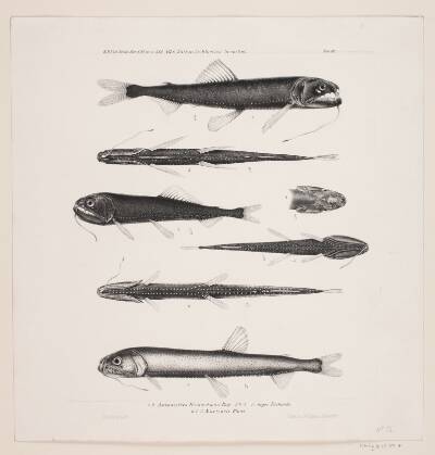 Naturhistorisk tegning