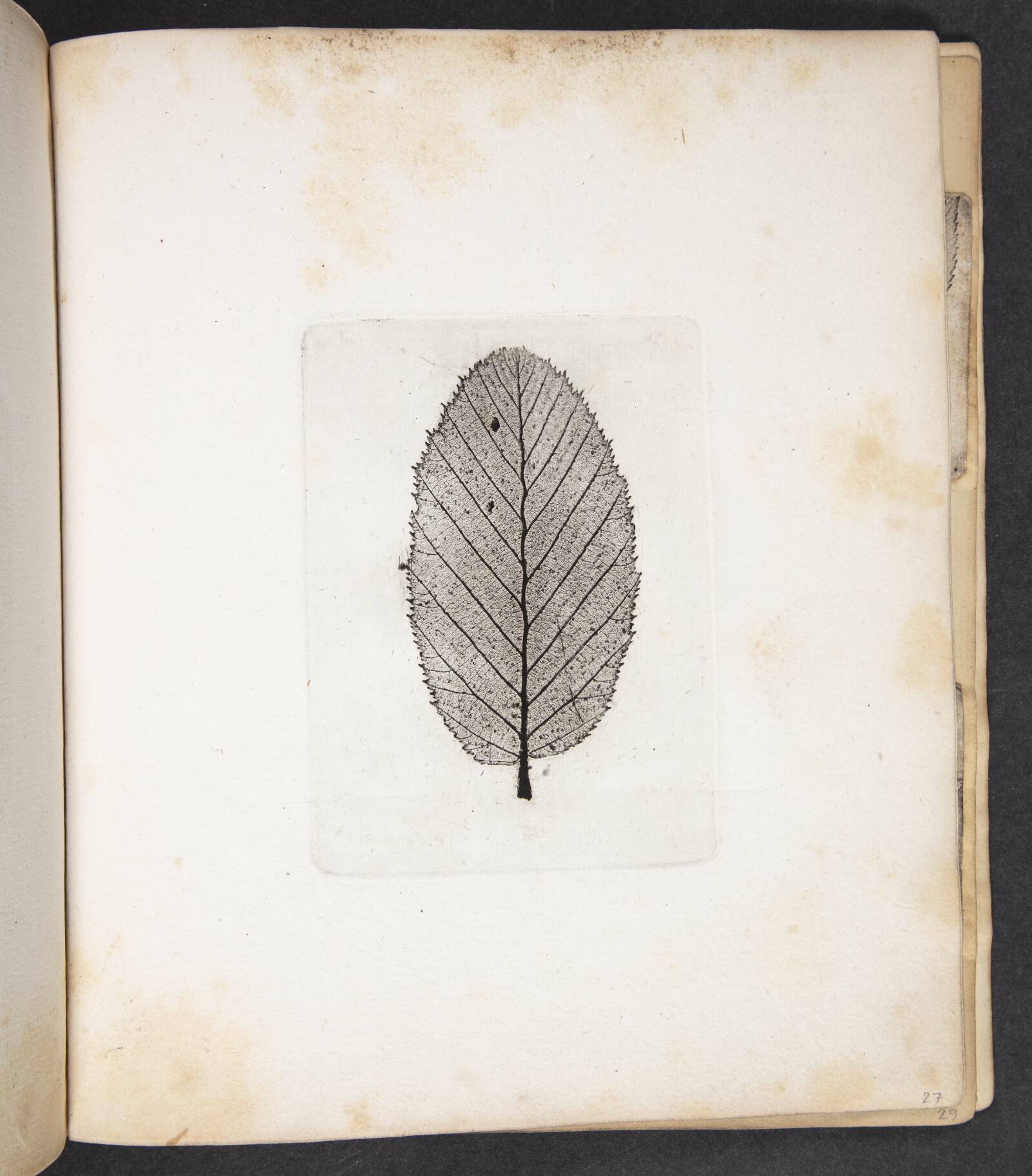 Aftryk af blad, Peter Larsen Kyhl, 1833