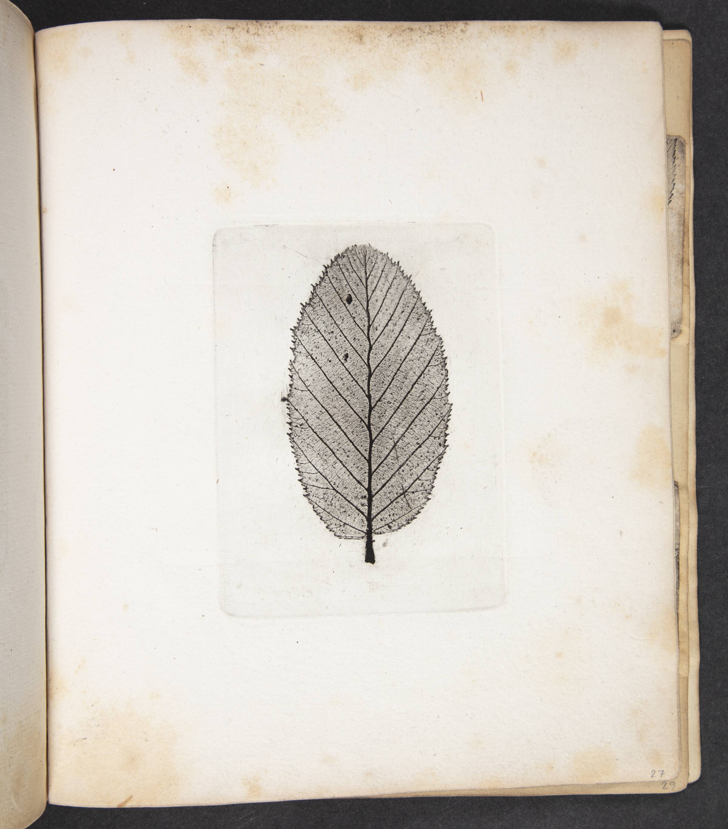 Aftryk af blad, Peter Larsen Kyhl, 1833