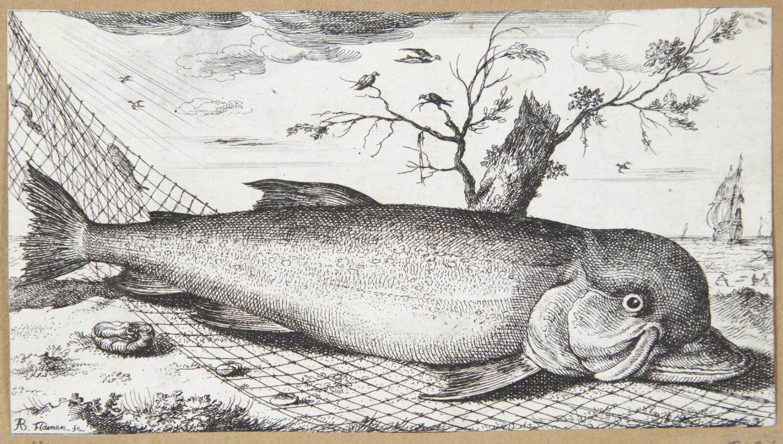 Delfinen (Delphinus), Albert Flamen, 1620-1669
