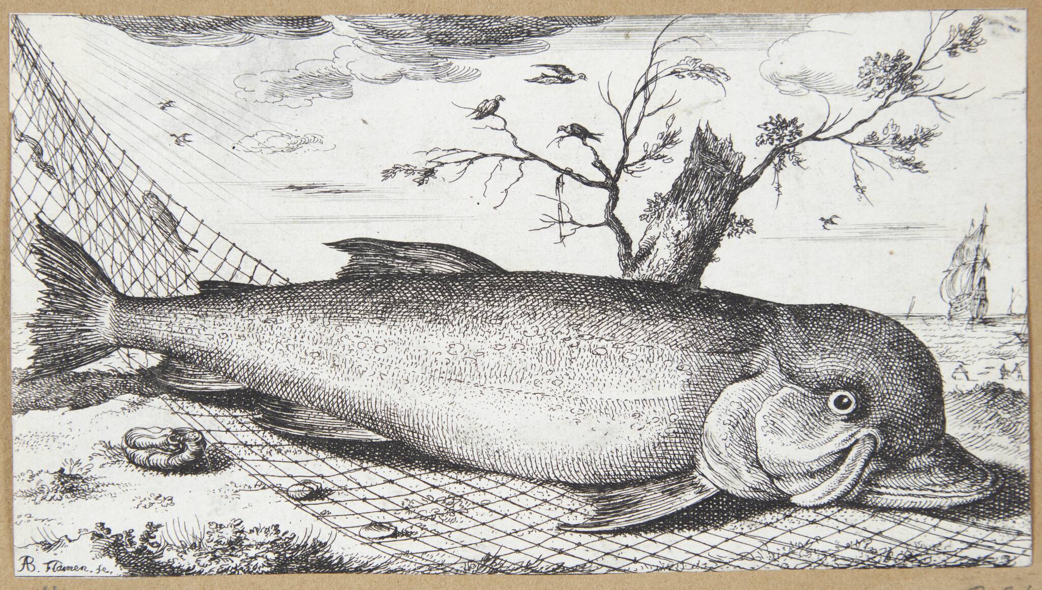 Delfinen (Delphinus)