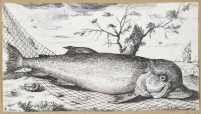 Delfinen (Delphinus)