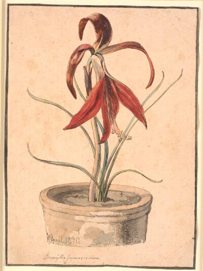Blomstrende Amaryllis