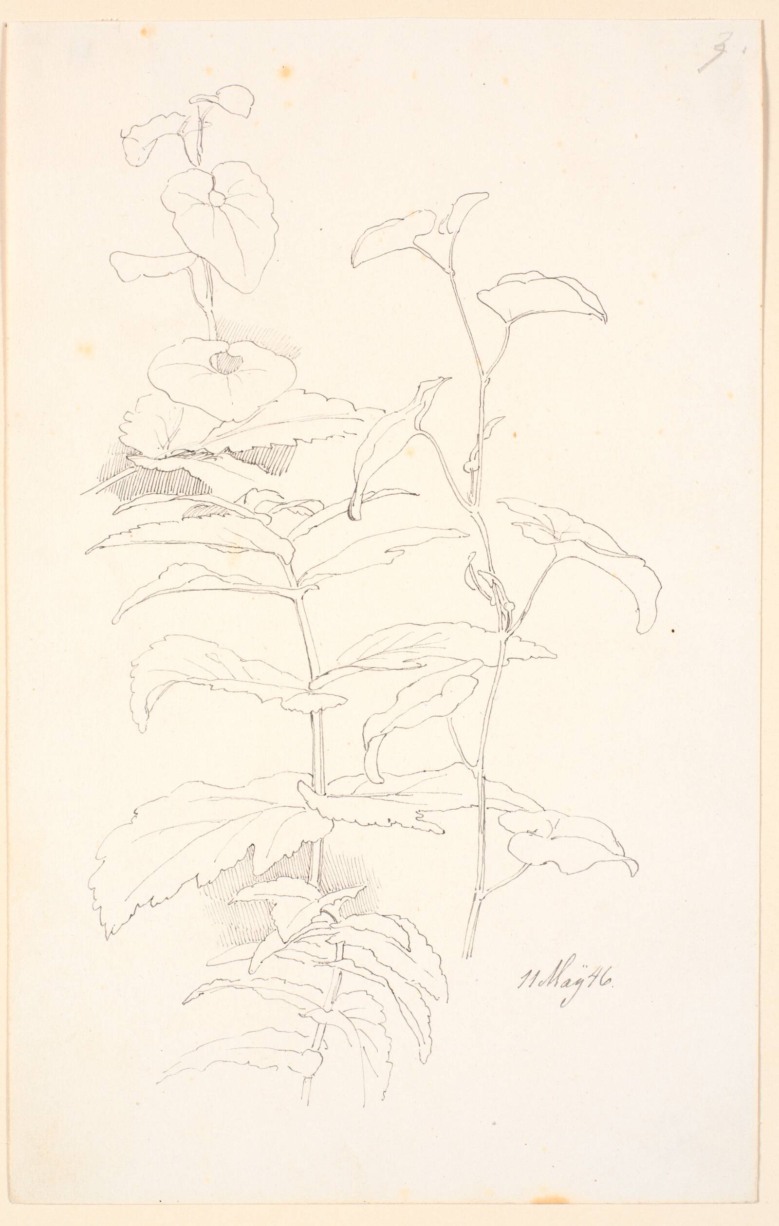 Plantestudier, bl.a. af snerle, Johan Thomas Lundbye, 1846
