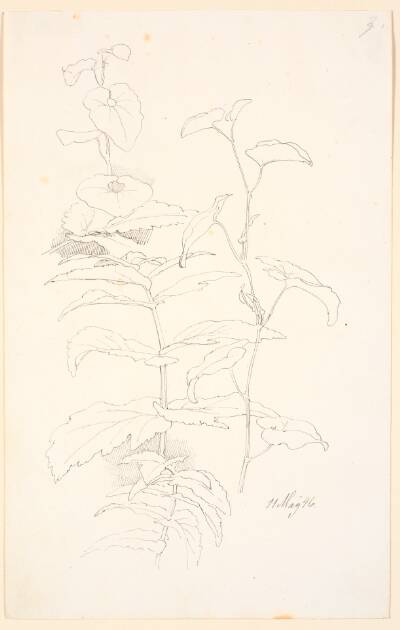 Plantestudier, bl.a. af snerle