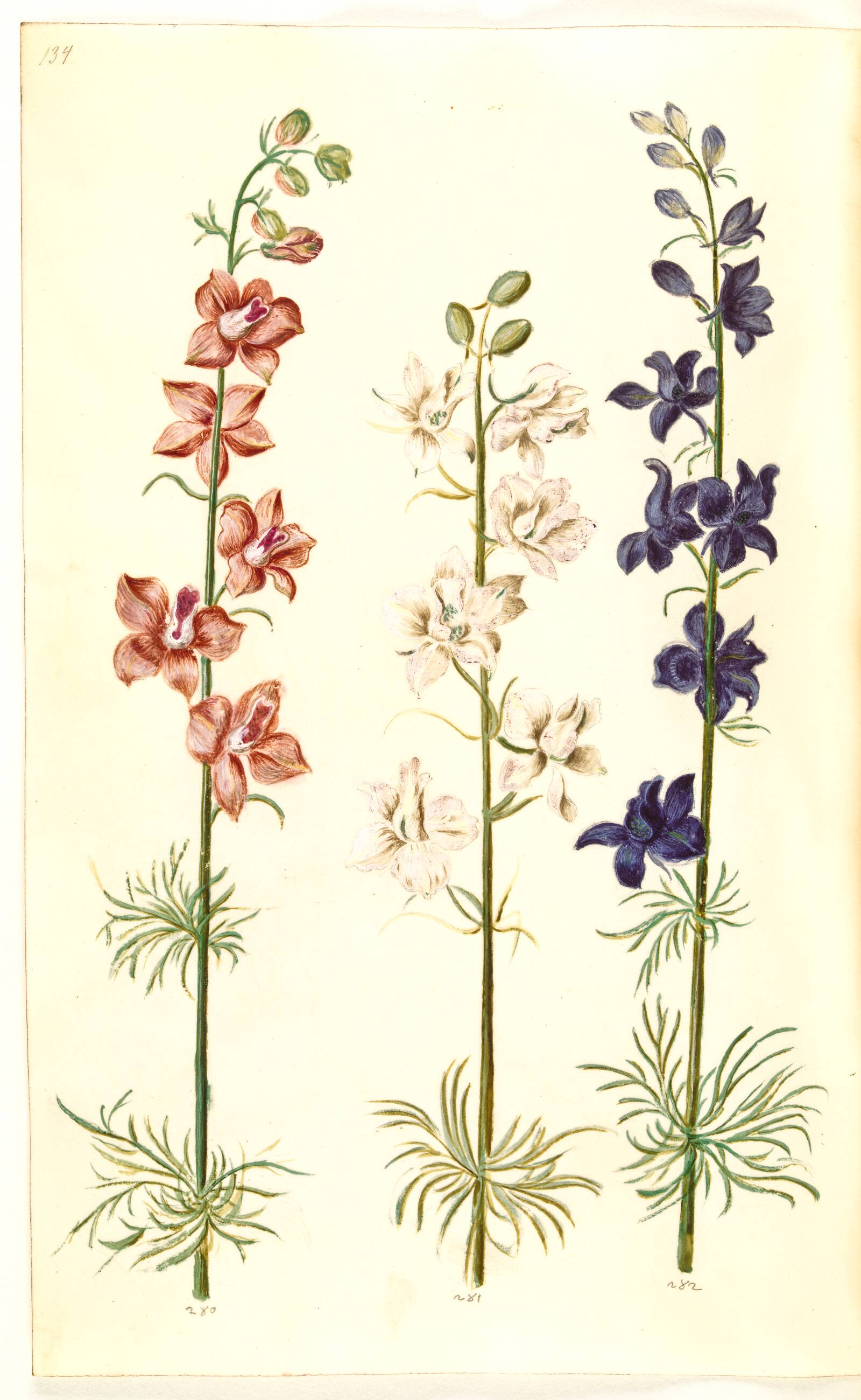 Consolida ajacis (have-ridderspore), Hans Simon Holtzbecker, 1635-1664