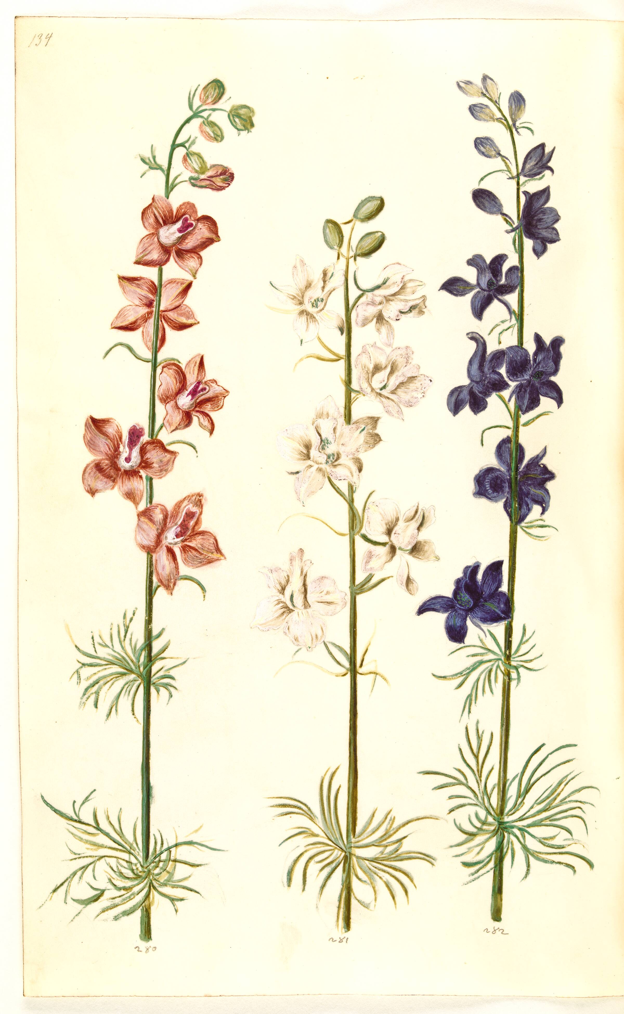 Consolida ajacis (have-ridderspore), Hans Simon Holtzbecker, 1635-1664