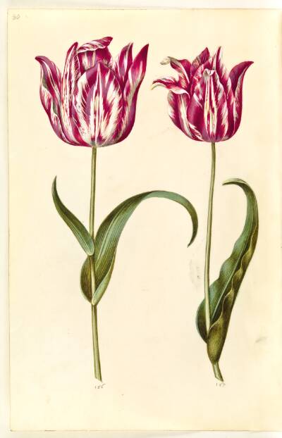 Tulipa gesneriana (have-tulipan)