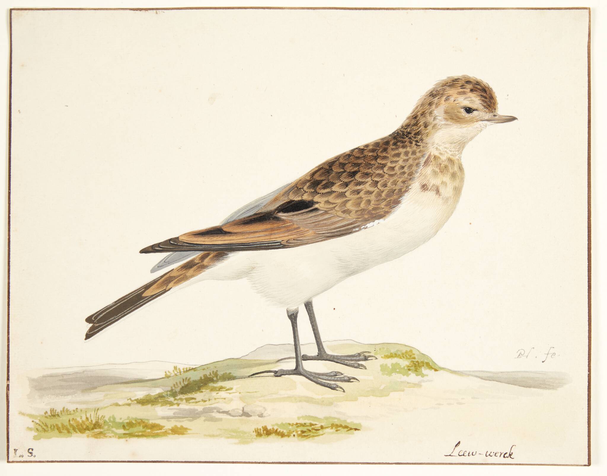 En sanglærke (alauda arvensis)