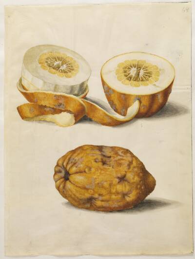 Citrus medica (cedrat)
