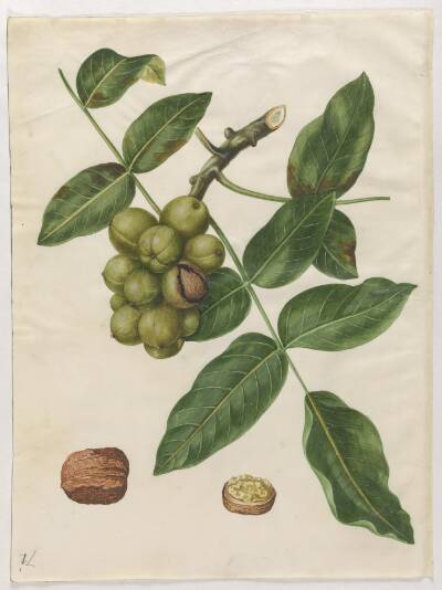 Juglans regia (almindelig valnød)