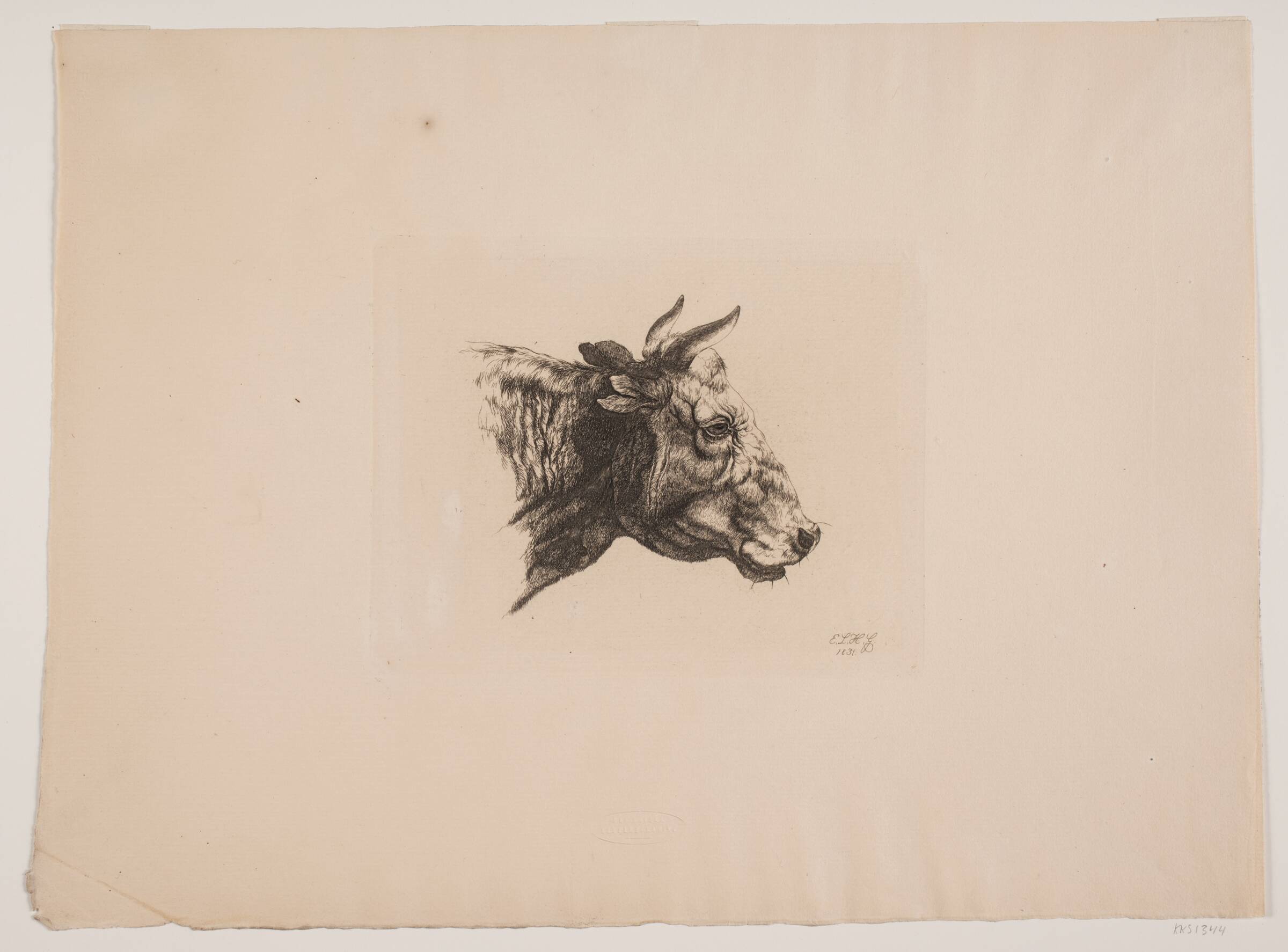 Et kohoved, Emmerik Høegh-Guldberg, 1831