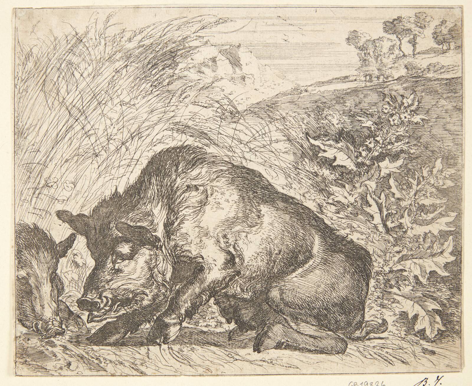 To vildsvin, Abraham Hondius, 1672
