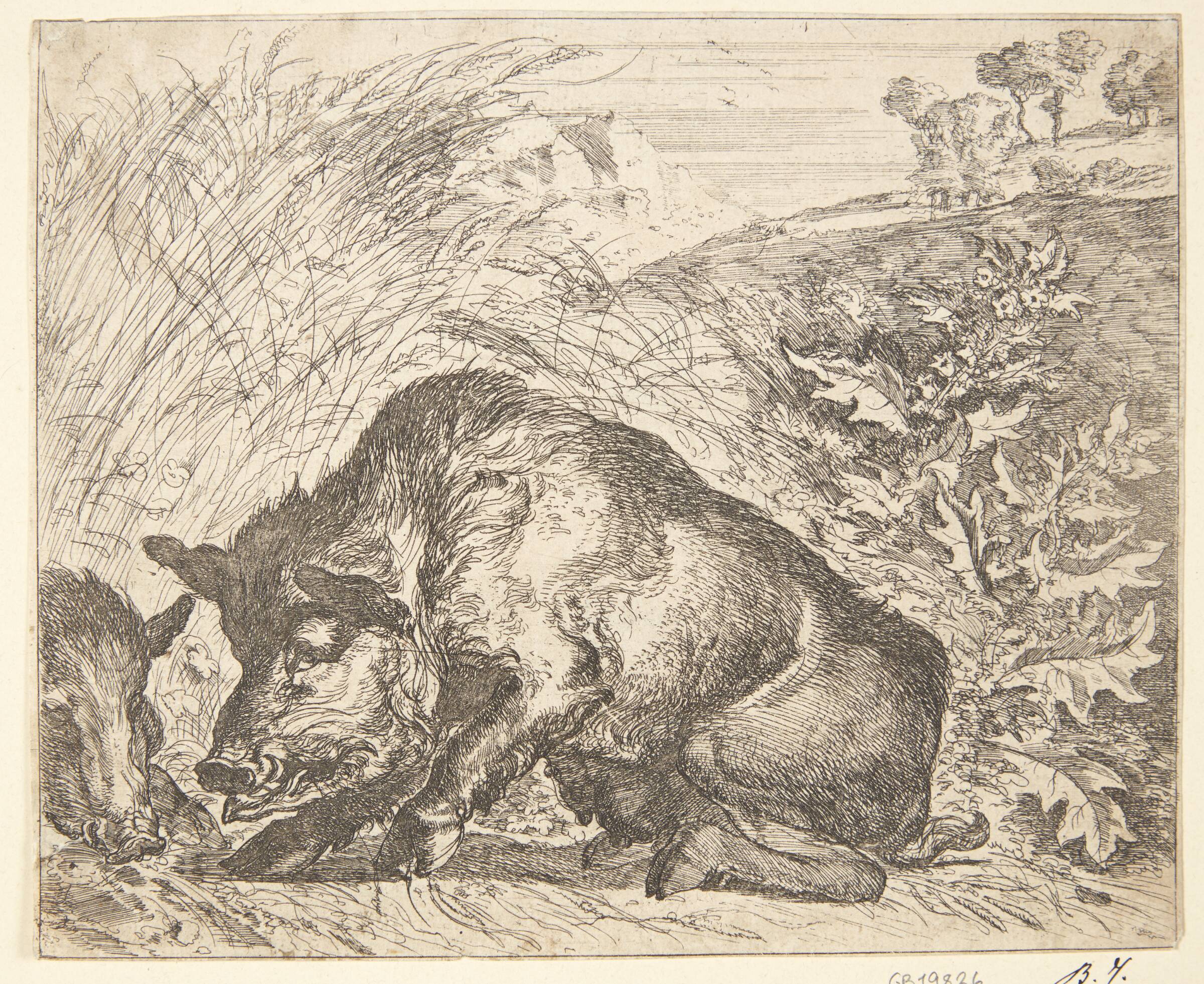 To vildsvin, Abraham Hondius, 1672