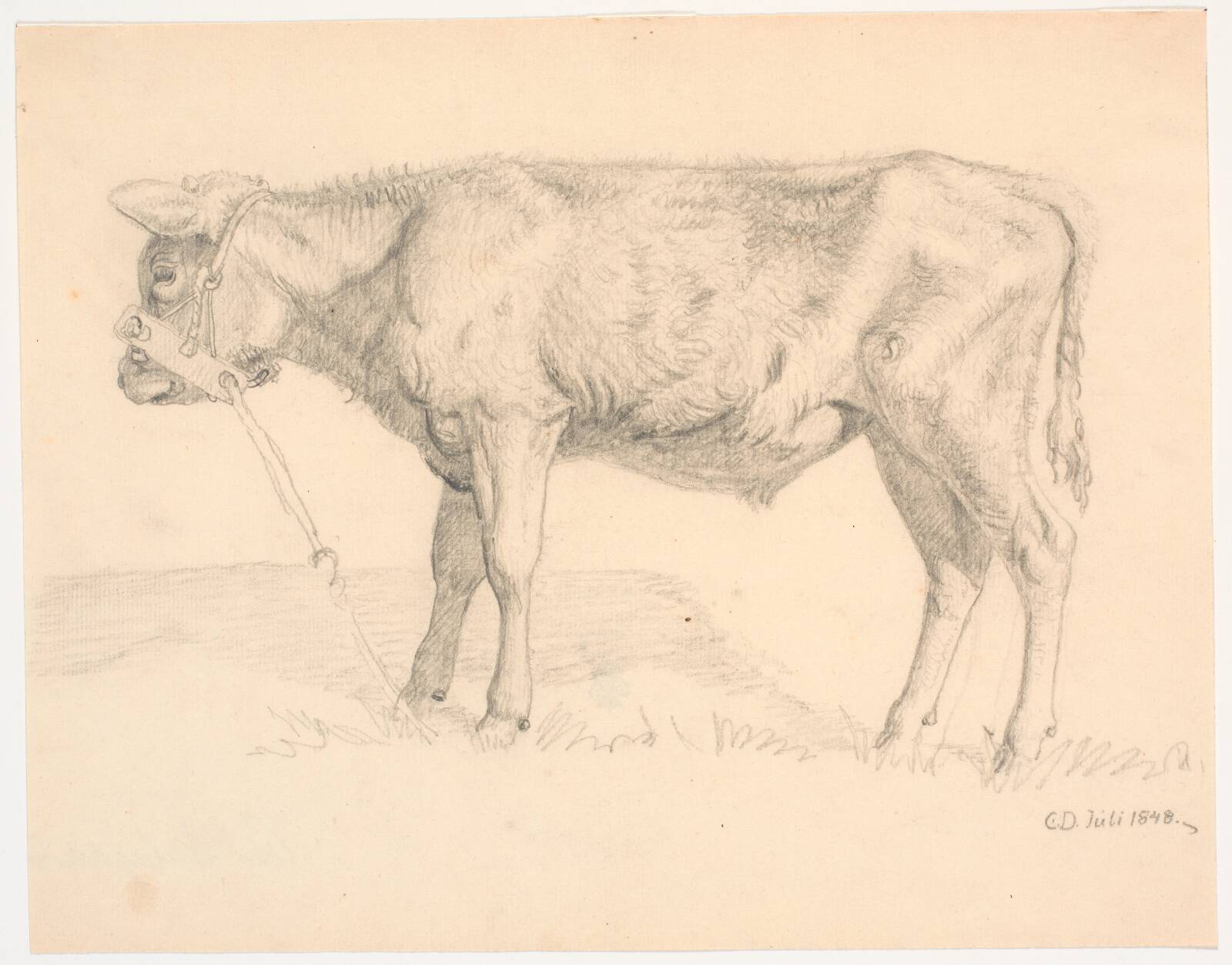 En tyrekalv, Christen Dalsgaard, 1848