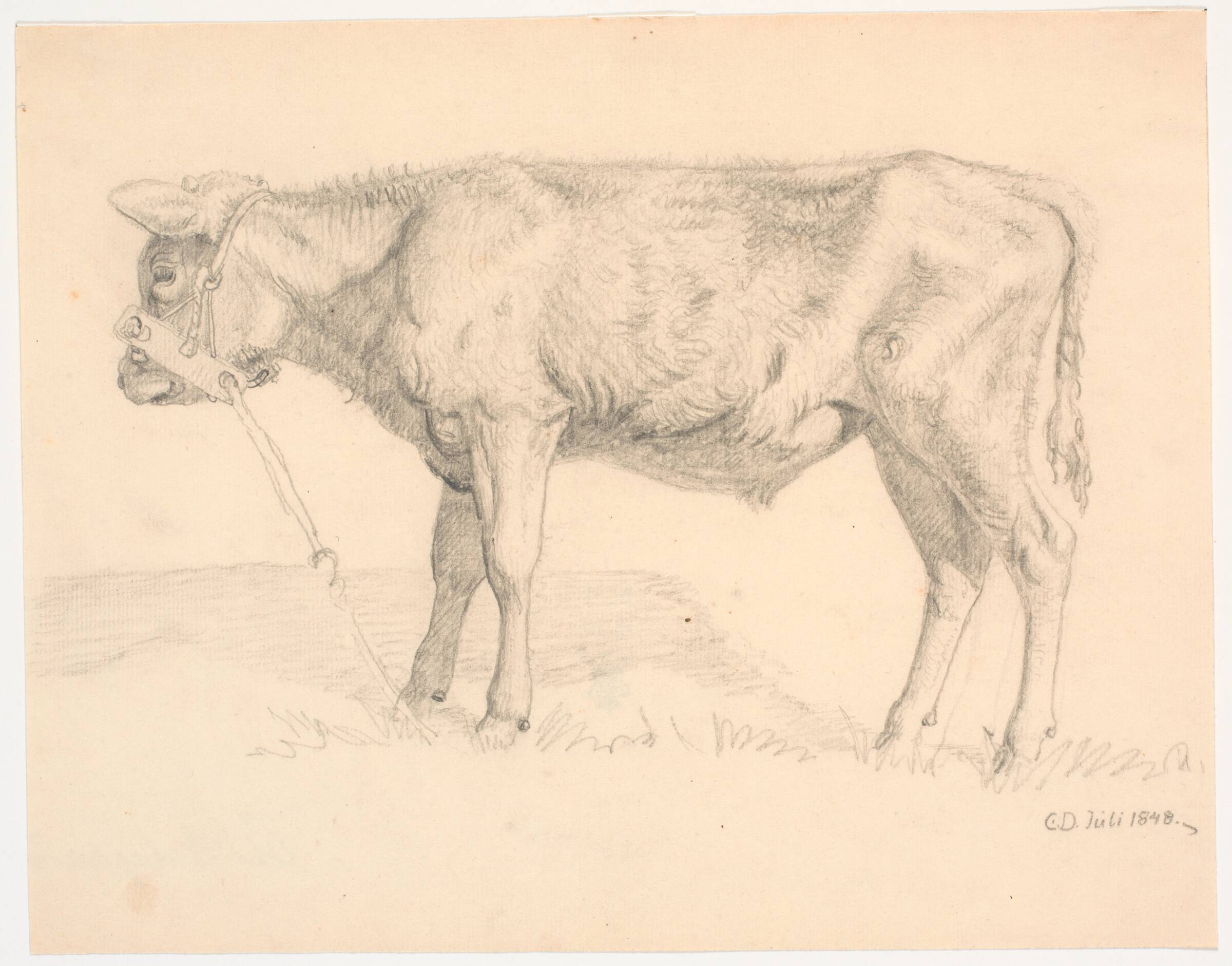 En tyrekalv, Christen Dalsgaard, 1848