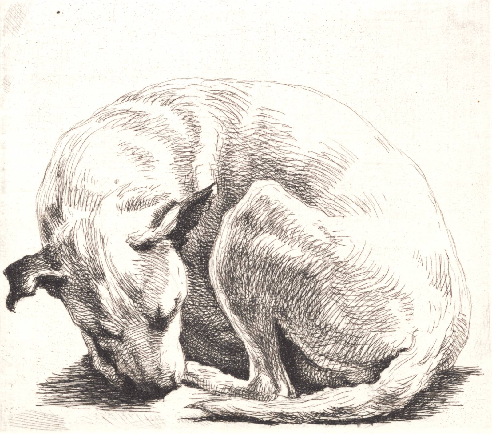 Prøveplade: En hund, Frans Schwartz, 1899