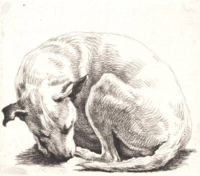 Prøveplade: En hund