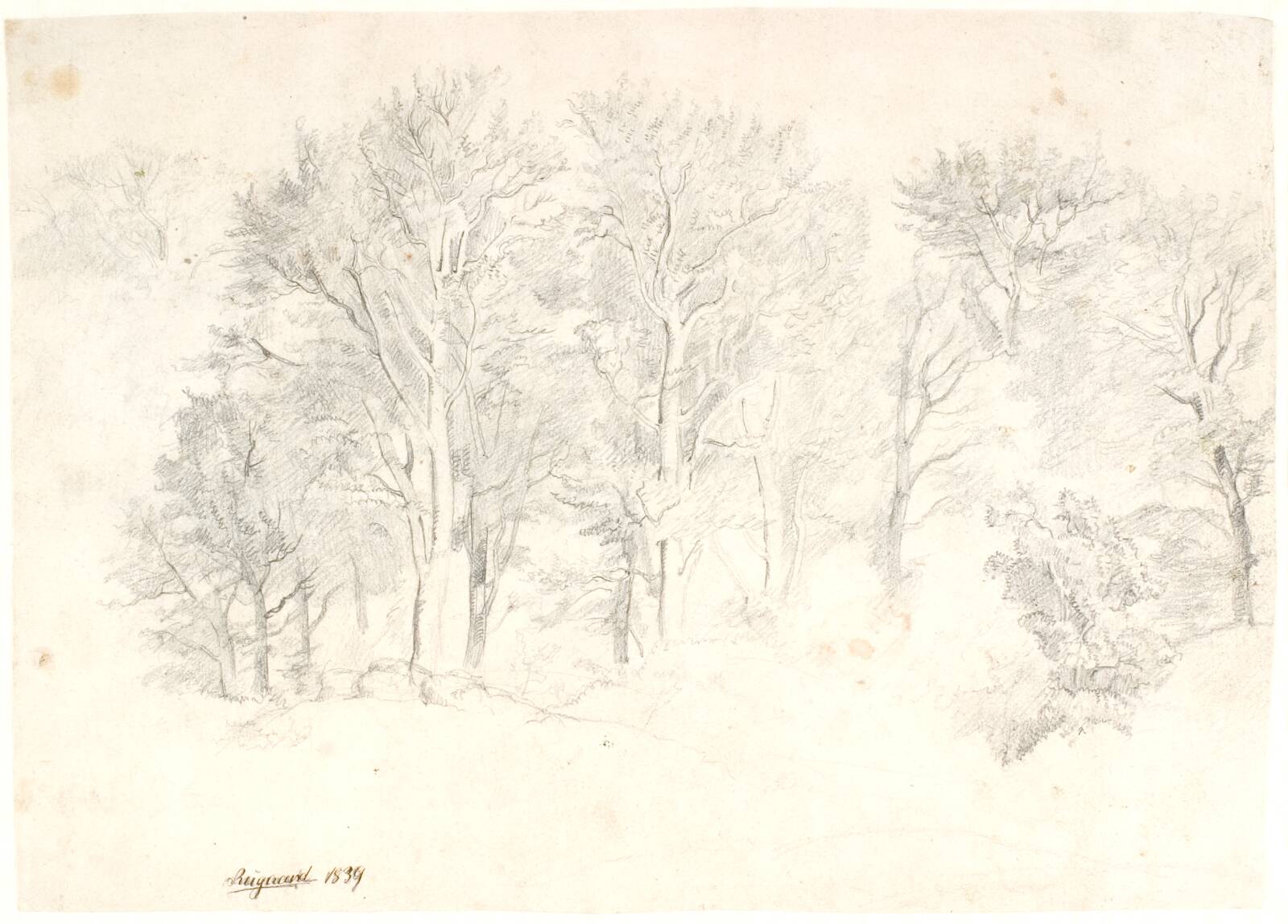 Studie af træer, Dankvart Dreyer, 1839