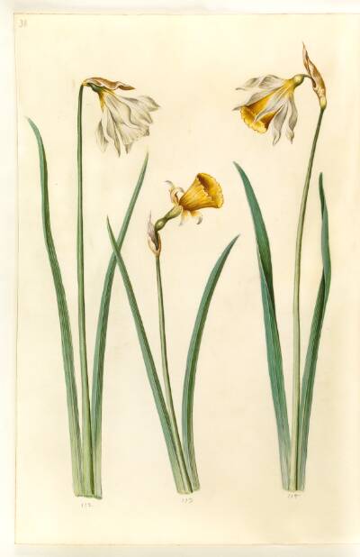 Narcissus pseudonarcissus moschatus (moskus-narcis); Narcissus bulbocodium (krinoline-narcis); Narcissus pseudonarcissus (påskelilje)