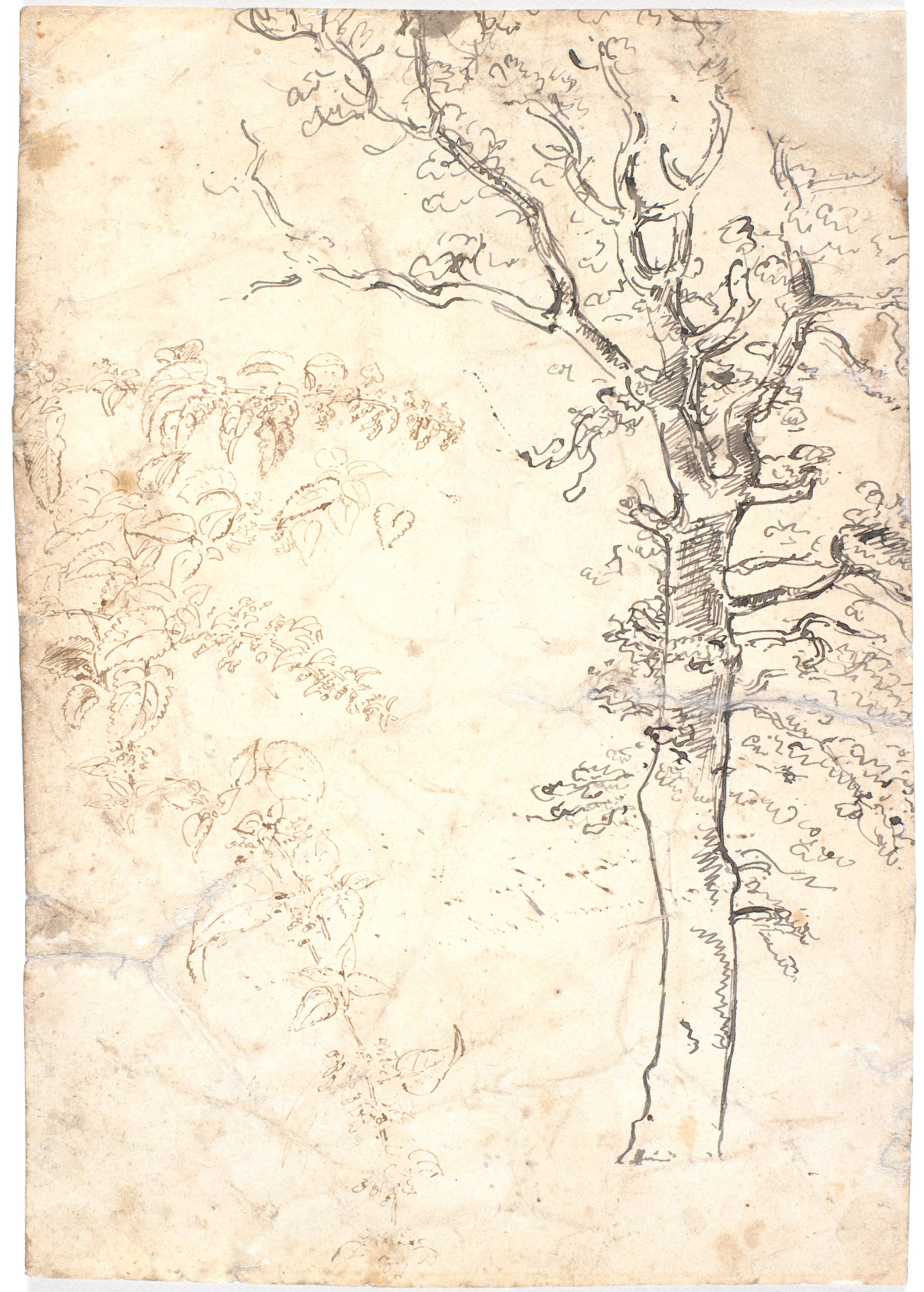 Træ og plantestudie, Dankvart Dreyer, 1831-1852