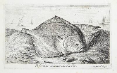 Pighvar (Rhombus adeatus)