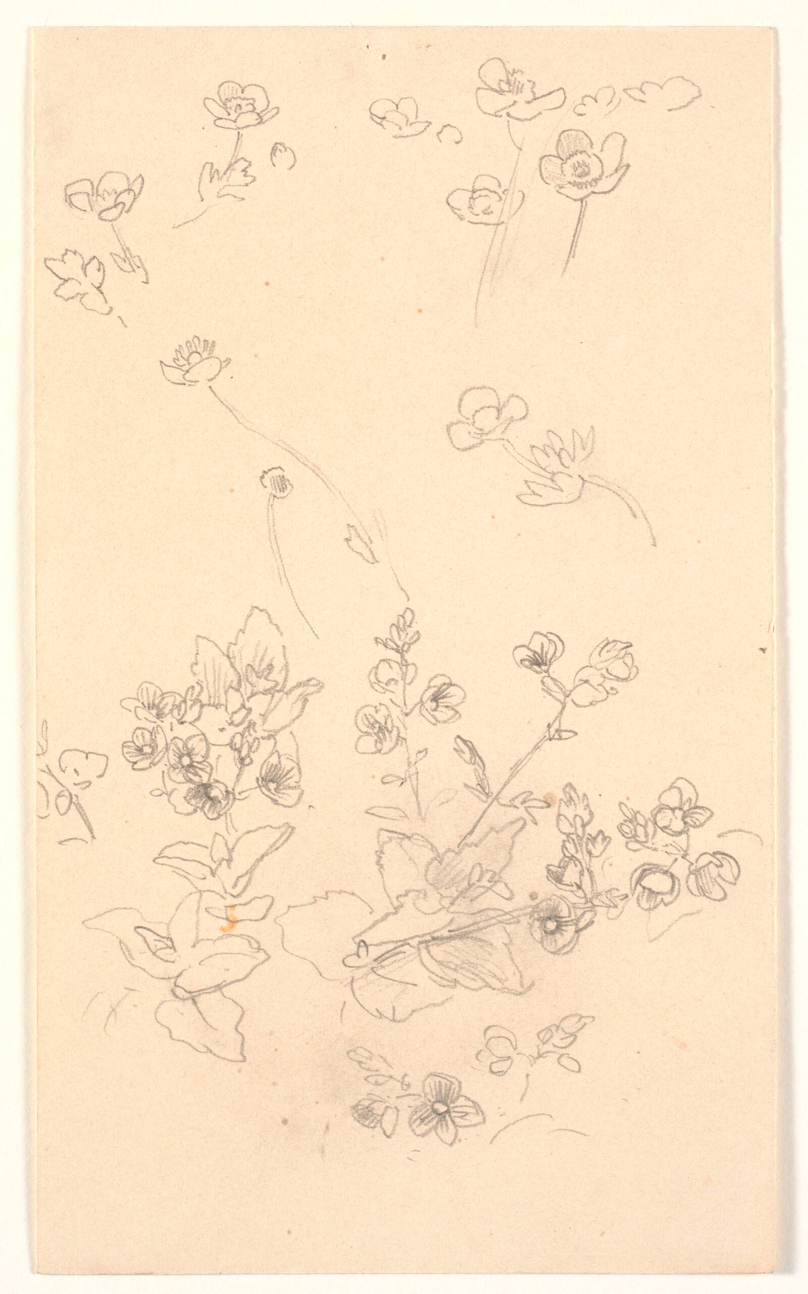 Blomsterstudier, Joakim Skovgaard, 1891-1894