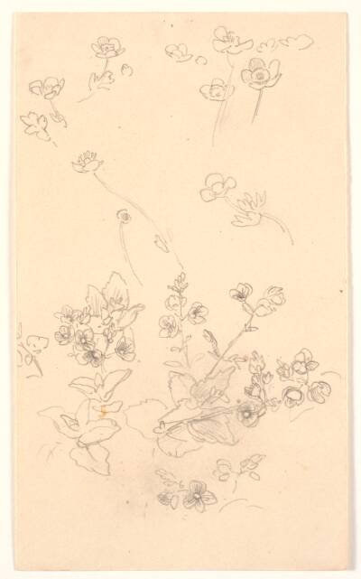Blomsterstudier