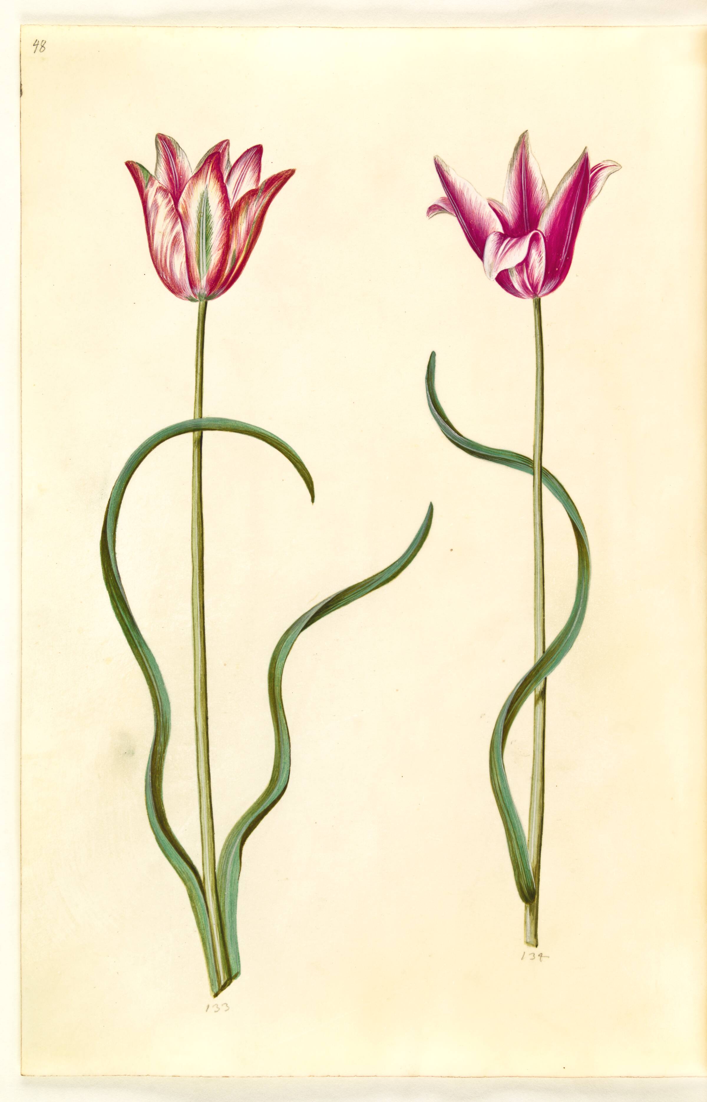 Tulipa clusiana (clusius-tulipan), Hans Simon Holtzbecker, 1635-1664
