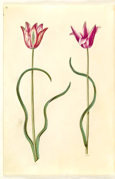 Tulipa clusiana (clusius-tulipan)